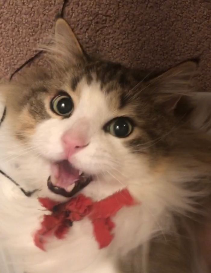 After Playing With A Cat Toy He Just Rolled Over And Posed