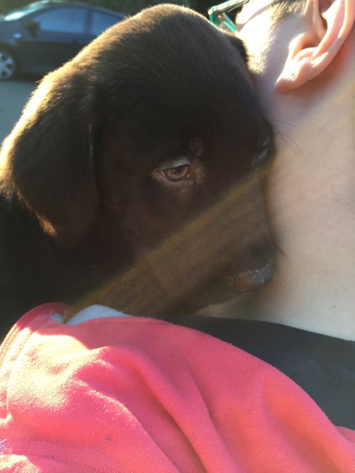 The Day We Brought Zappa Home He Crawled Into His Mom’s Neck And Hold On Tight