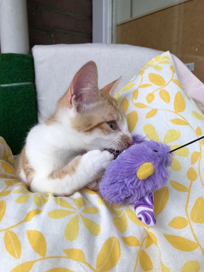 This Little Baby Looks Cute, But Is A Furry Wreckingball