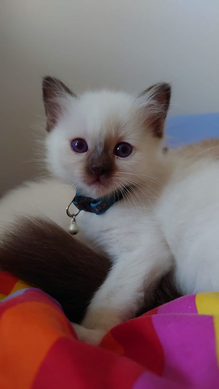 Dreamy (* May 9th, 2020)