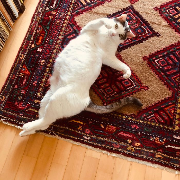 My Cat In Her Favorite Chilling Position