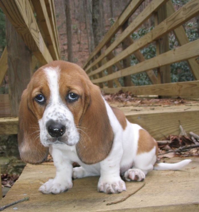 This Is Caoimhe At Seven Weeks Old.