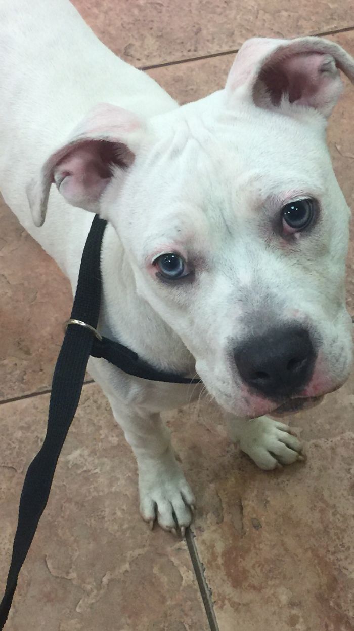 Lola 6 Months. The Day I Rescued Her From The Middle Of The Road. Turns Out That She’s Deaf.