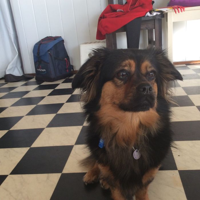 This Is My Floof, She Is A Good Floof