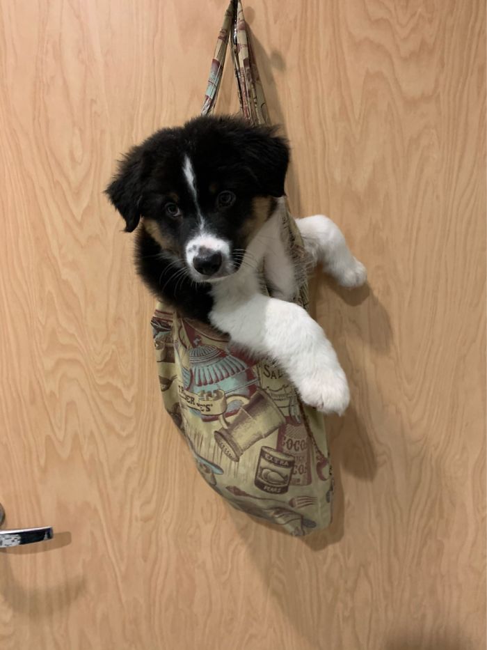 How To Keep A Puppy Off The Restroom Floor...
