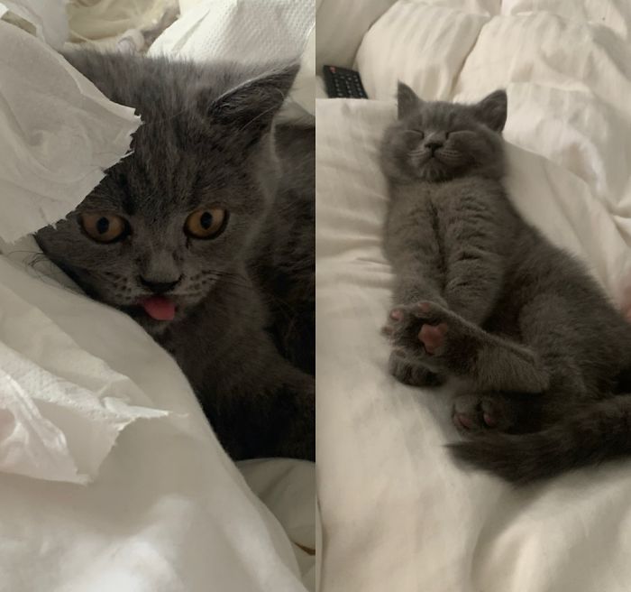 Meet Darcey , Exhausted After A Morning Of Tearing Up A Toilet Roll!