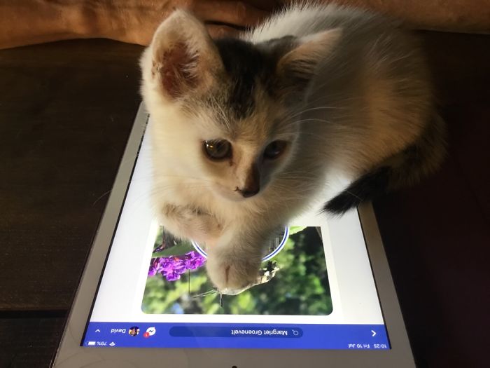 Tommy Loves His iPad..