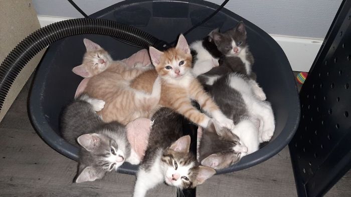 The Kitten In The Back On The Right Is Our New Family Member 😻