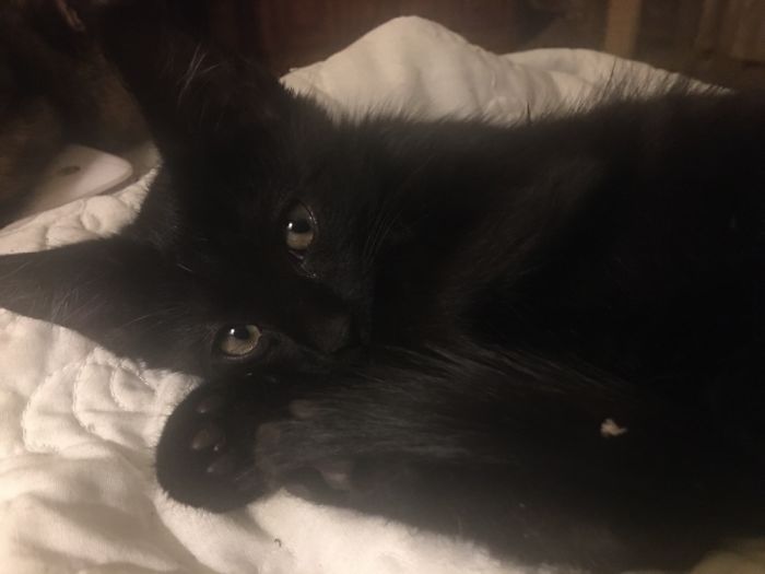 Our Newest Baby, Found Her On The Side Of The Road