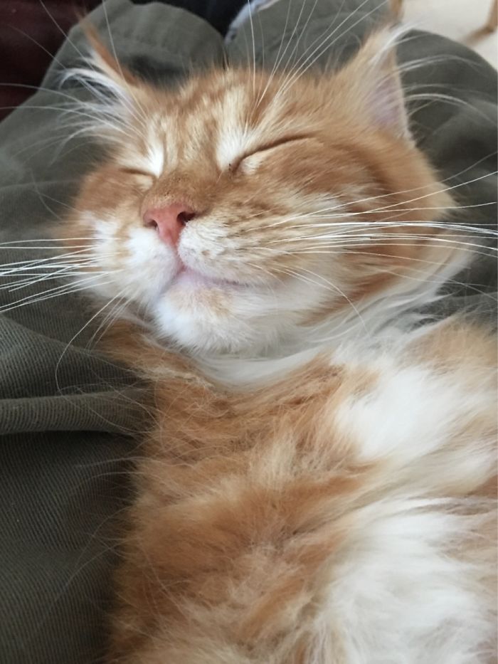 My Maine Coon Q Having A Happy Dream!!
