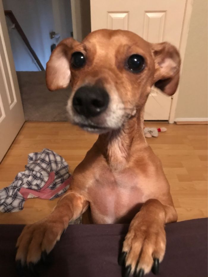 This Is My Doggo Buddy. Here He Is Pretending He Can’t Get Up And Begging To Be Picked Up.