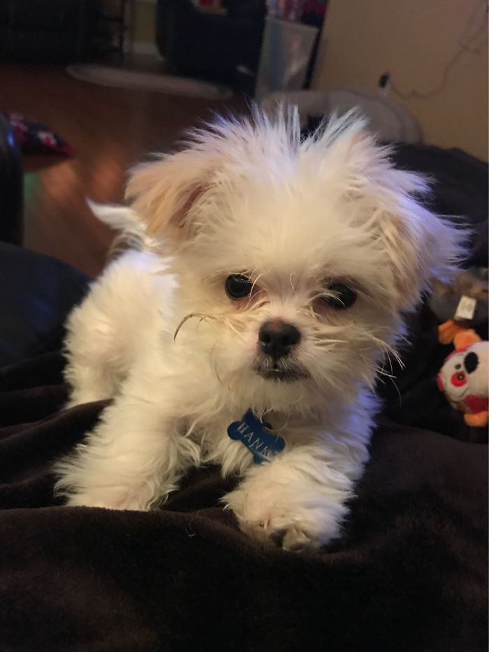 This Is Hank At 2 Months. Fall 2017.