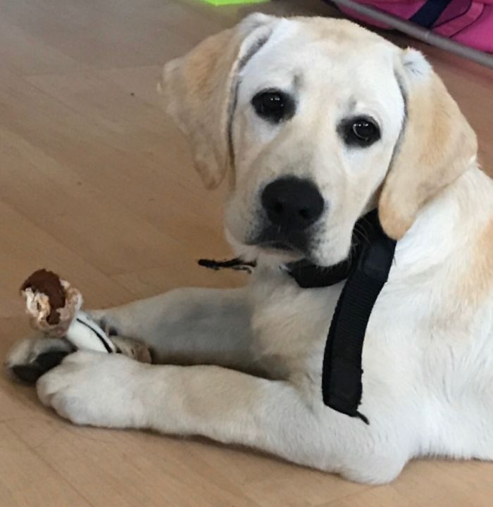 Fiona My Service Dog I Trained Myself. Donate To Guide Dogs Blind (Ca), You Can Change A Life!