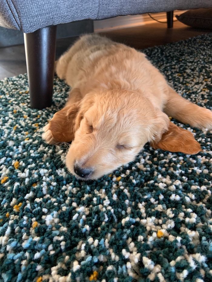 Doggo Takes A Nap