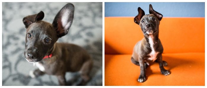 This Is Loco Cocoa Chiweenie Wolverinie. Each Ear Stands Up And Each Ear Is As Big As His Head