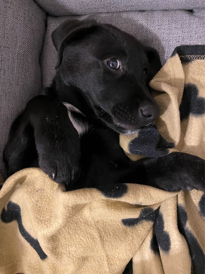 Lynk - 11 Week Old Labrador German Shepard Mix.