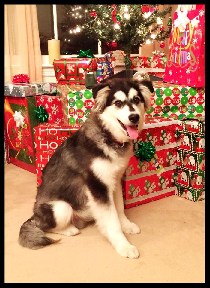 Turbo’s First Christmas, Very Shy Doesn’t Say Much. He’s 6 Now Time Flies!!