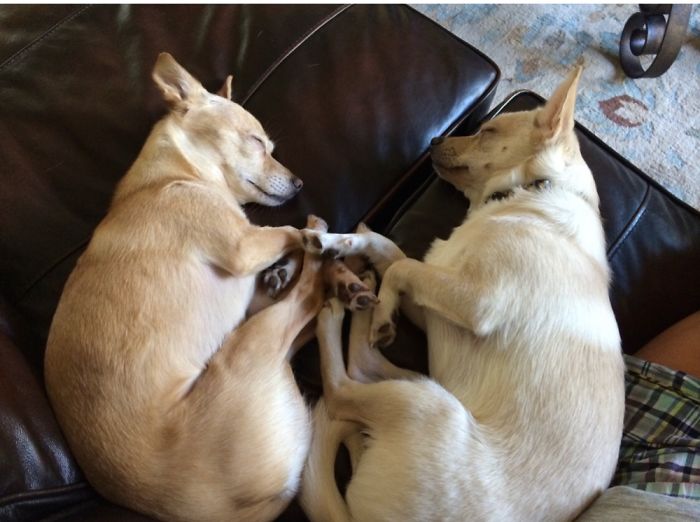 Barney & Molly......my ❤️