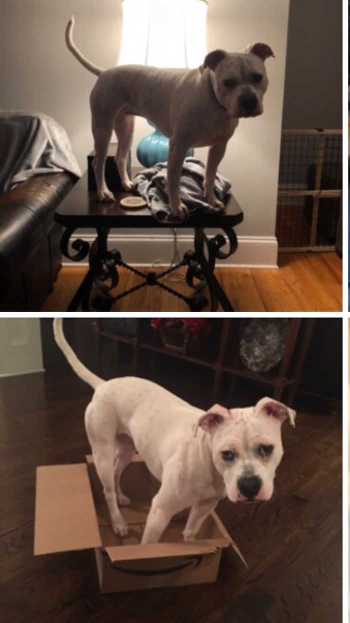 Lola.....thinking She’s A Cat.