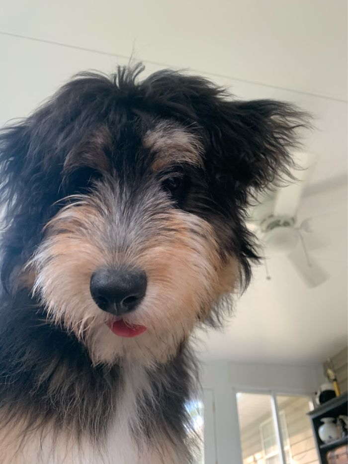 This Is Bonnie, My 7 Month Old Aussiedoodle. She’s A Bit Of A “Hot Mess”.