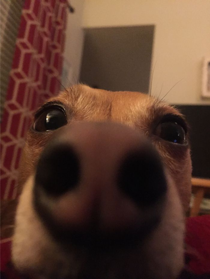 This Is Harriet, But Beware She’s Not A Huge Doggo She’s Actually Very Smol.