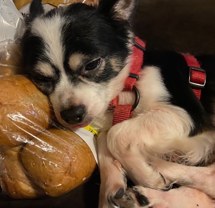 Beni Found A Delicious Pillow.