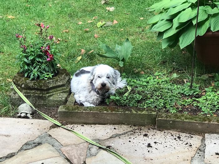 Emma - Loves Relaxing In The Dirt And Looking Fabulous