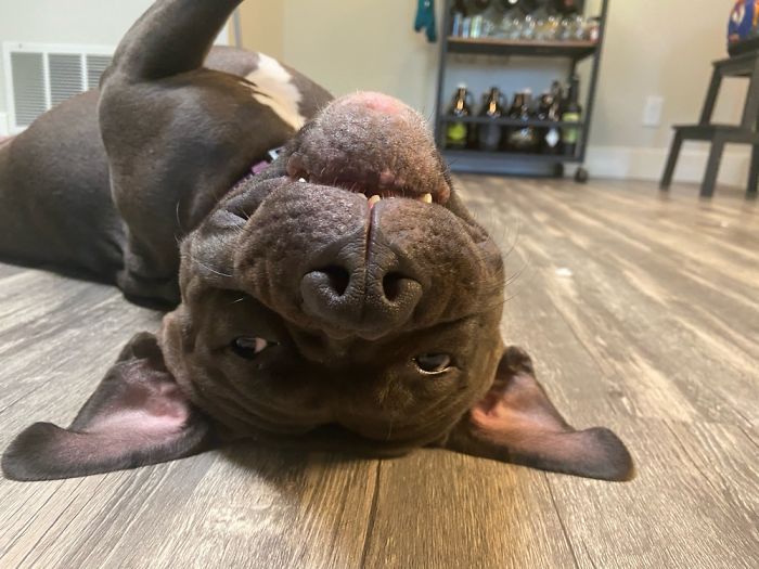 Our Goofy Three Legged Girl That We Rescued A Couple Weeks Ago!