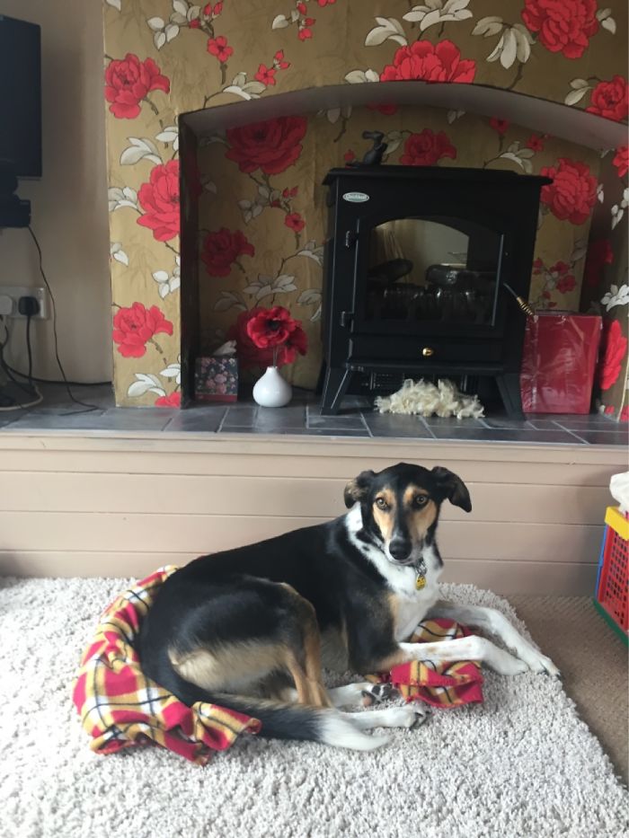 This Is Tigger, A 7 Year Old Rescue Saluki Cross, Chilling Whilst He Recovers From His Accident