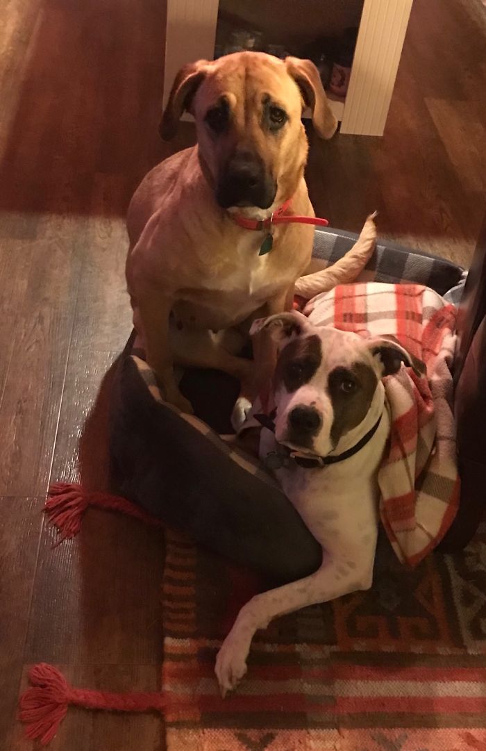 Luna (The Pitt) And Maggie (The Big Mutt). They Think They Fit Just Fine.