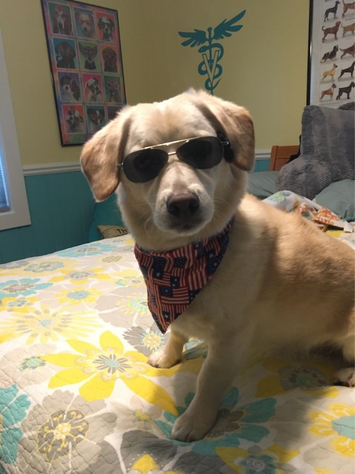 One Of My Favorite Photos Of Wrigley! Weirdly Enough, He Enjoys Wearing Sunglasses!