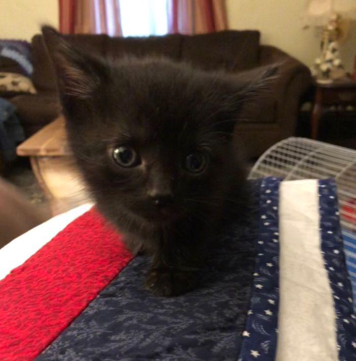 This Is Purrcy On His First Night Home. He’s Now A Whole Cat And Not Just A Head