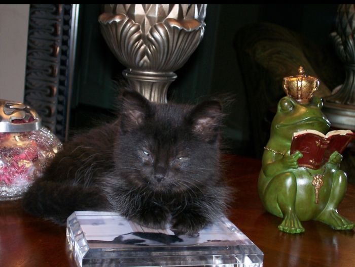 Foxy Roxy. She Was As Sassy As They Come. She Left Us Way Too Soon At The Age Of Six