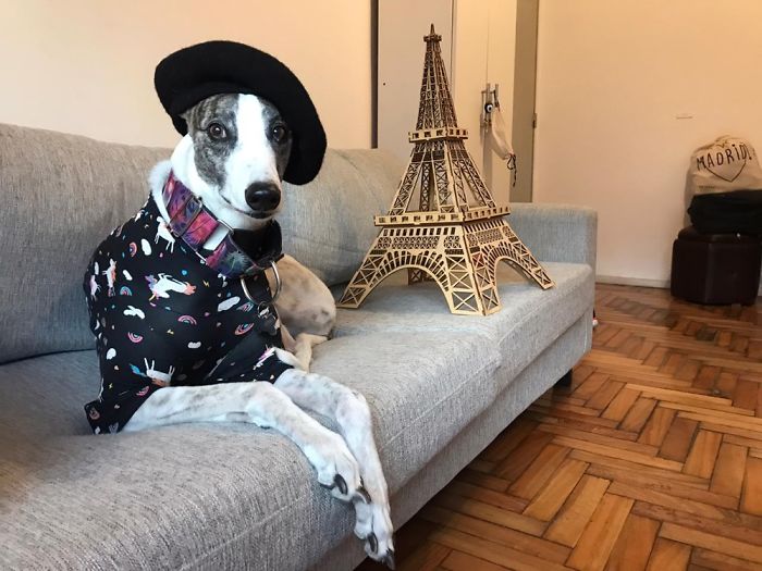 Not Mine.. She’s My Niece, Miranda. She Is A Rescue.. She Lives A Happy Life Now