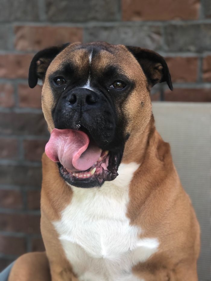 My Best Boy ❤️ Opie. Sadly Lost His Battle With Addison’s Disease In March. I Miss Him So Much.