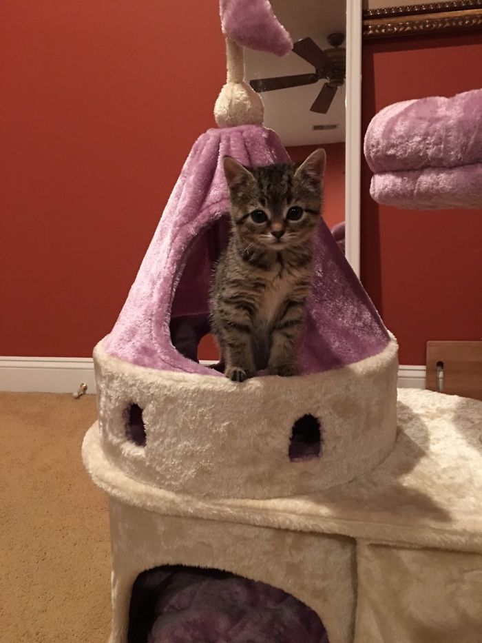 Princess In Training