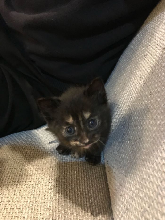 Jiji, The Day We Found Her...