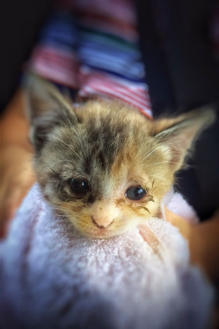 Charlie, The Day I Found Her