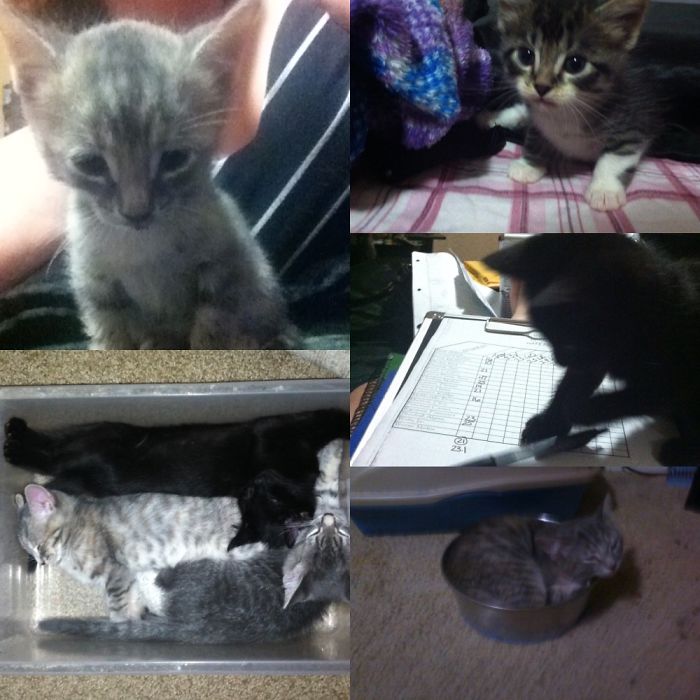 My Little Fur Babies And My Fur Niece And Nephews