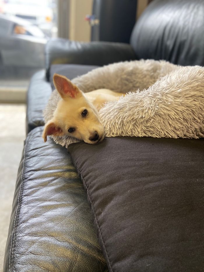 My Office Pup Scarlet, Just About Ready For Morning Nap. Watch Out For Death By Sweetness