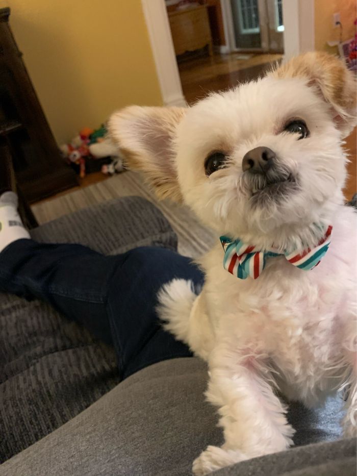 Hank At Christmas 🐶🎄