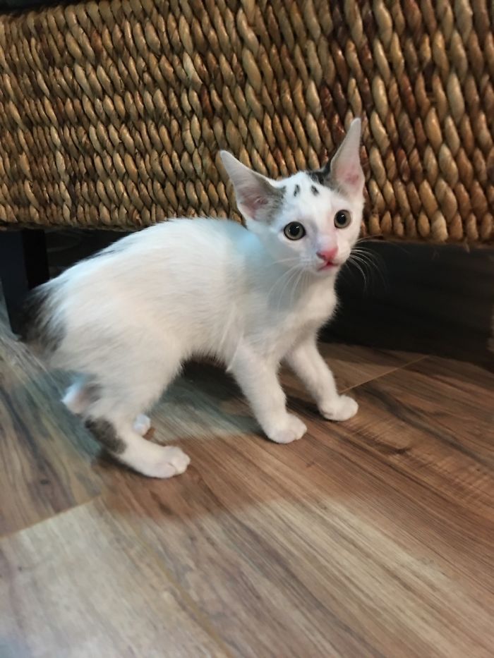 My Sweet Rescue Kit-Kit, Nandor