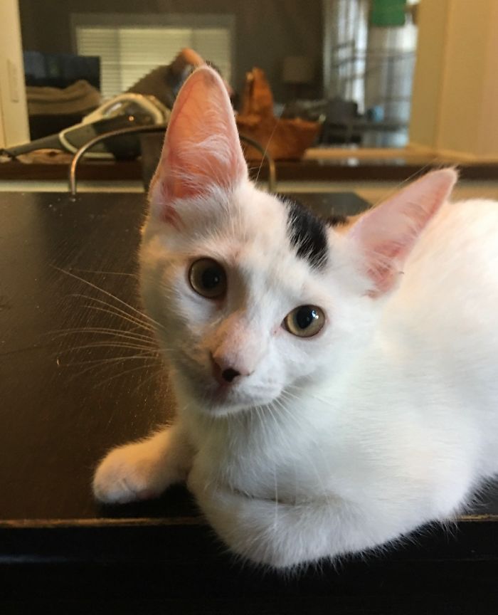 My Other Rescue Kit-Kit, Luna