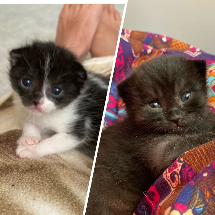 Meet Basu & Flerken. These Cuties Were Found In The Landfill At Barely 2 Wks Old