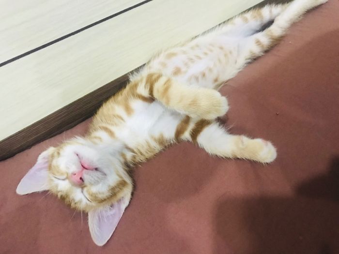 2 Months Old. This Is His Favorite Sleeping Position