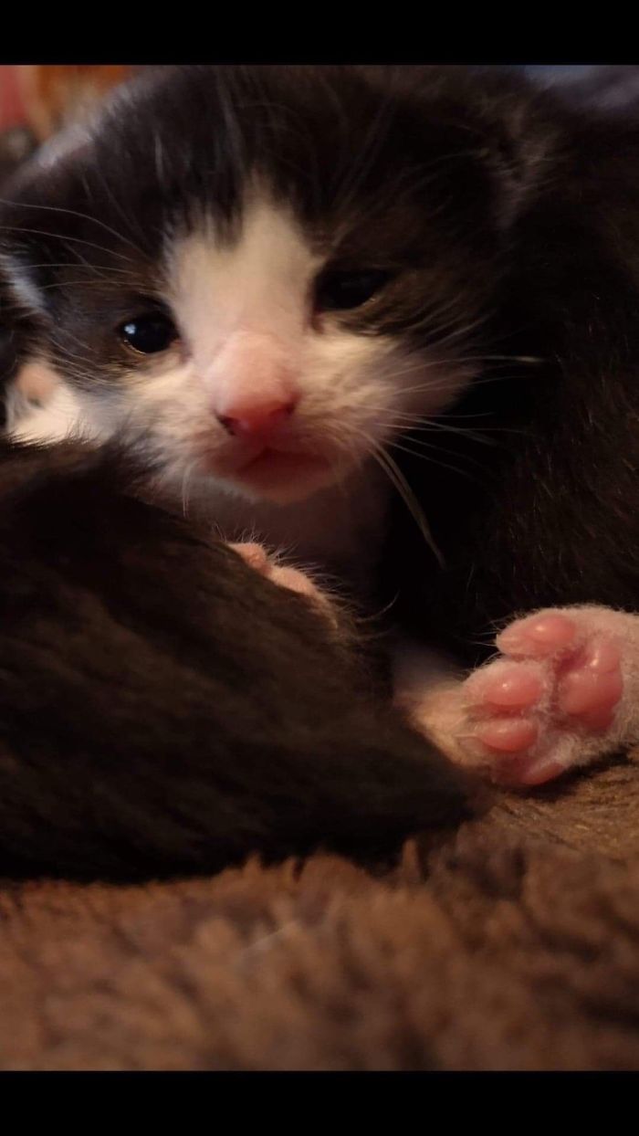 Poppy, This Was The Minute She Behaved