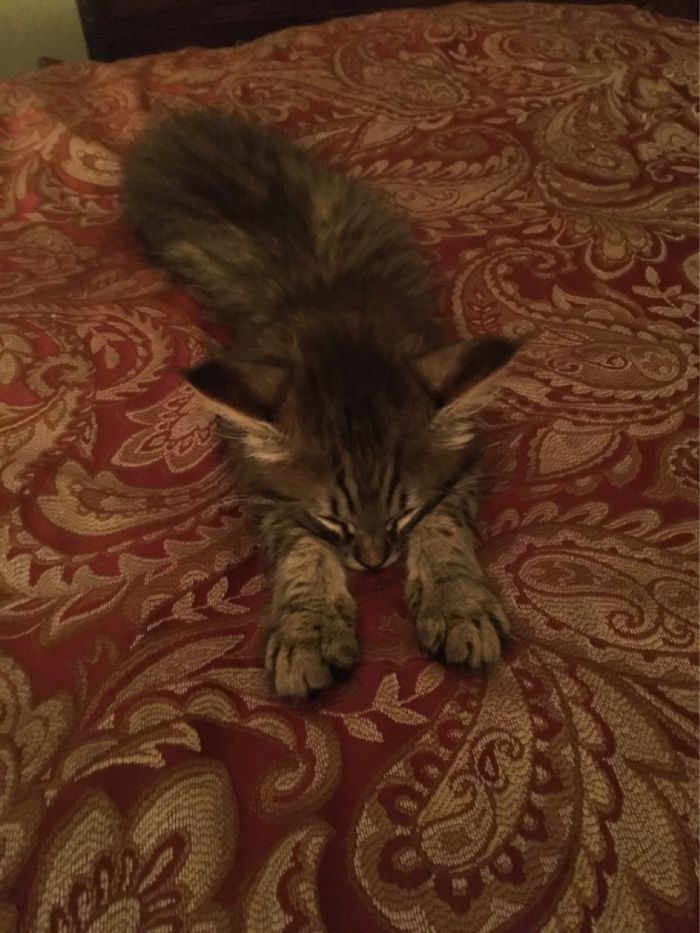 He’s Never Quite Mastered How To Sleep Like A Cat