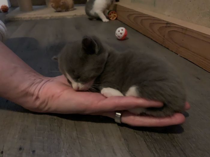 This Is Kona At 3 Weeks Old