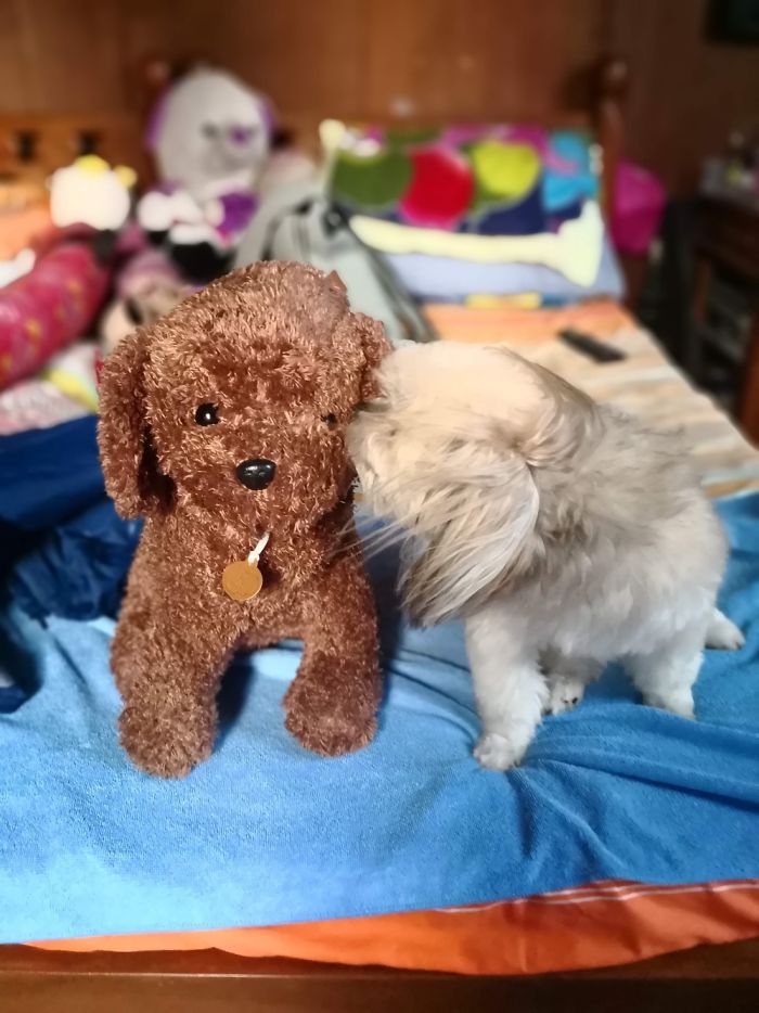 Goopy’s Favorite Toy