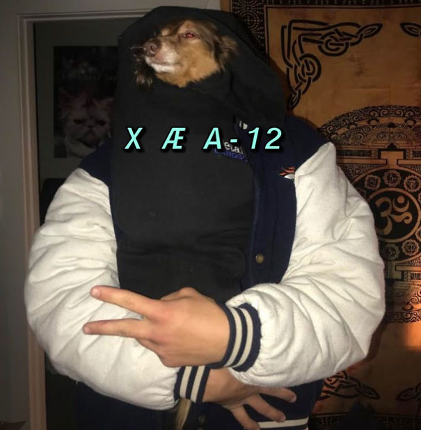 Instagram-Meme-Dog-Photos-Based-On-Names-Whatdogyouare